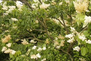 Chicago Botanic Garden