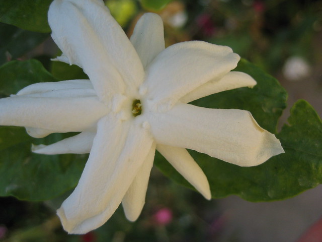 Summer in Doon: Fragrant jasmine