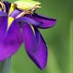 花菖蒲と蛙　Japanese iris & frog