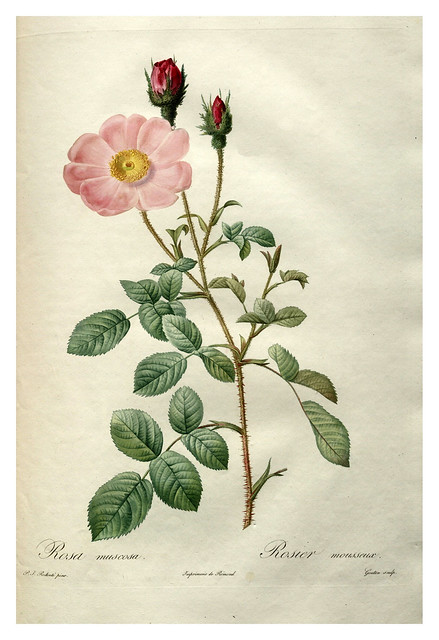 002-Les roses 1817-1824- Pierre-Joseph Redoutéjpg