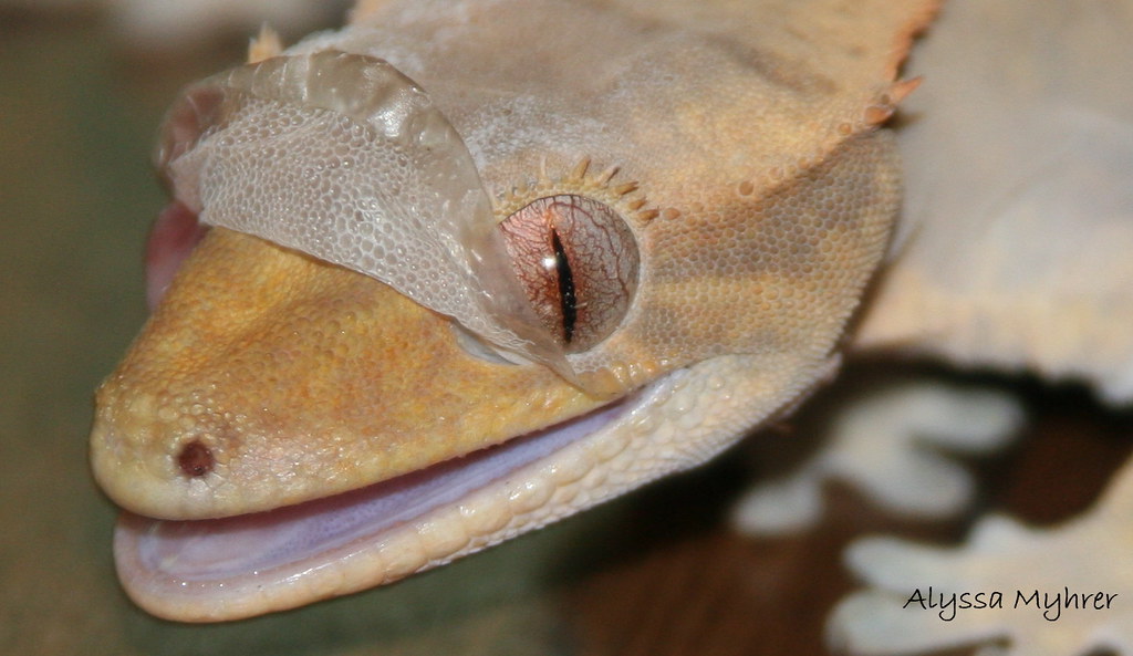 Crested Gecko Shedding Photo Inspiration