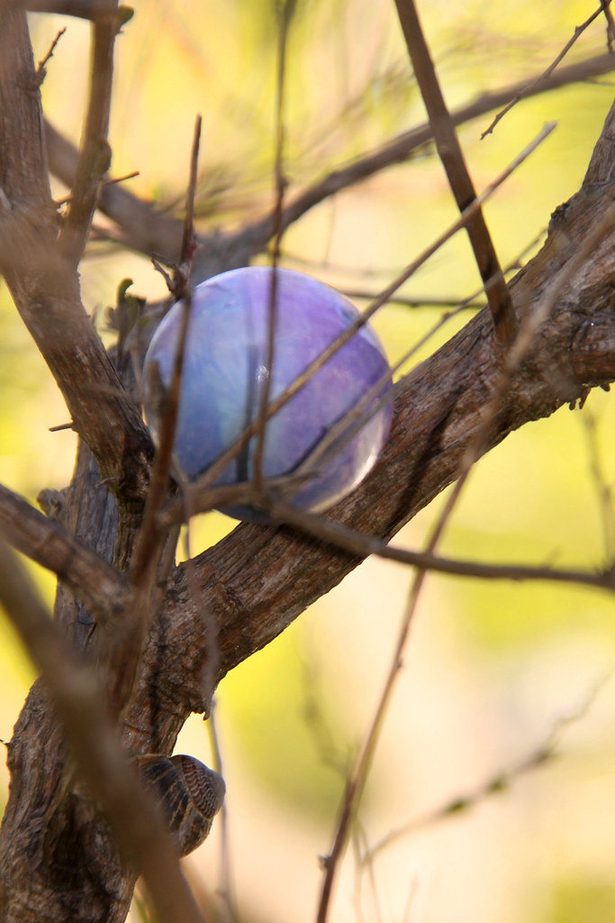 Egg in Tree