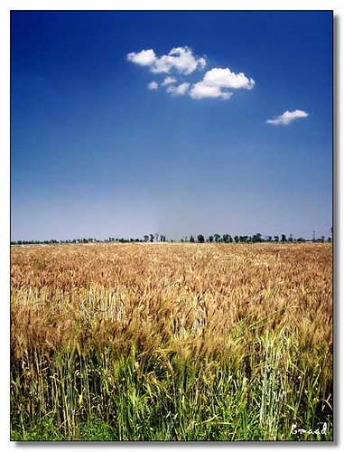 Wheat Fields - Vertorama | Vertorama | Emad-ud-din Butt | Flickr