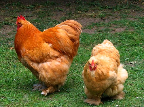 Chickens at Chatsworth, Derbyshire by UGArdener
