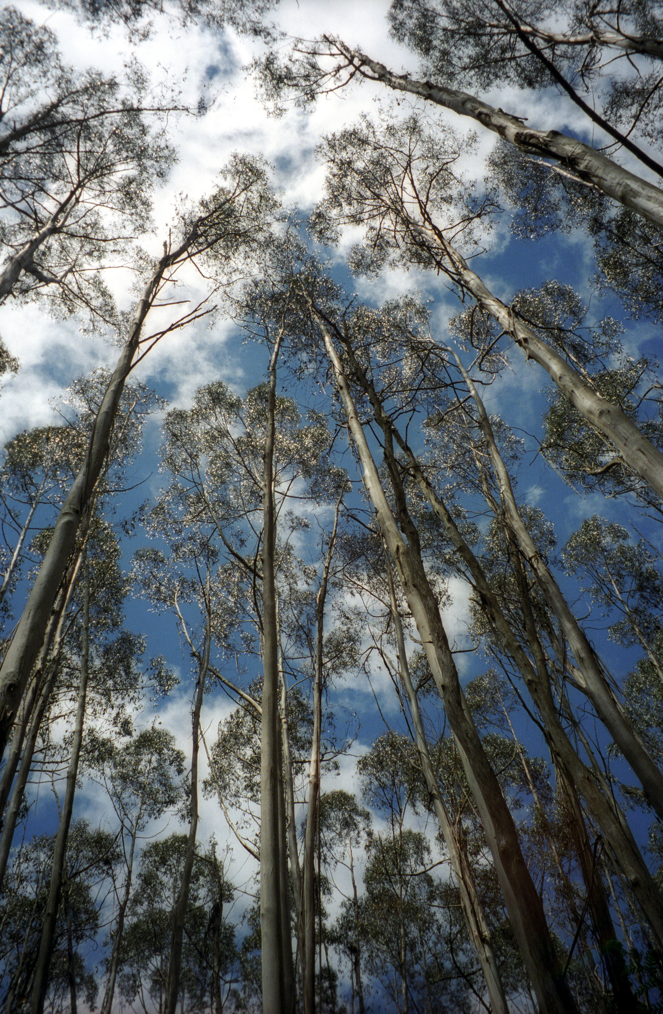 Tarra Bulga National Park