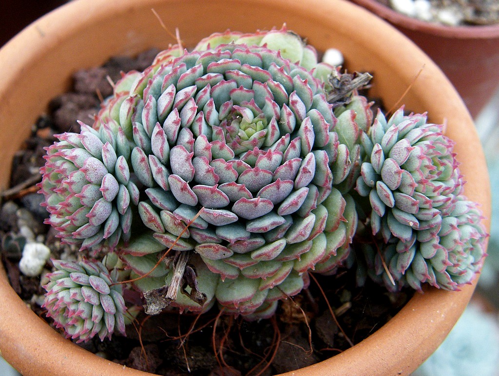 Echeveria 'Vincent Catto' | dry, cold and thirsty in winter!… | Flickr