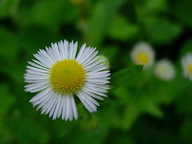 A littie white folwer ~ 小さな白い花