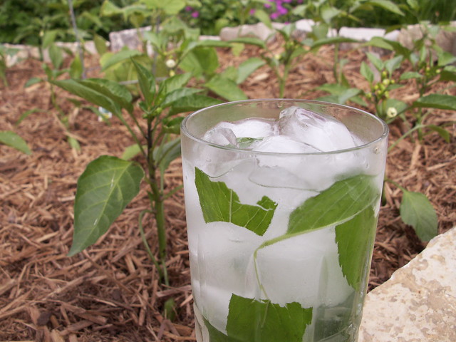 work in the garden deserves a fresh mint mojito
