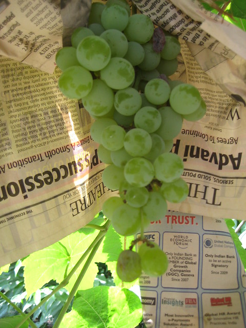 Summer in Doon: Grapes ripening in the summer sun