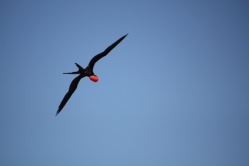Male frigate bird in flight | This one has his pouch inflate… | Flickr