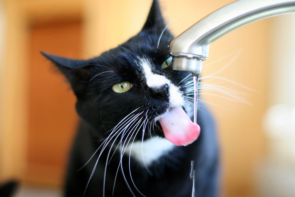 white, black, water, tongue, cat, eyes, sink, drink, drinking, whiskers, fa...