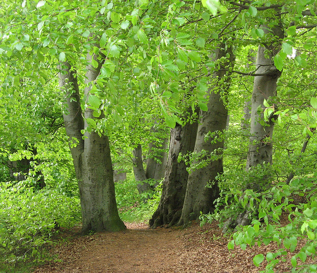 Old beautiful beech trees in May