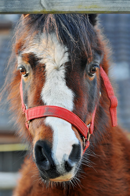Cute pony says hello!