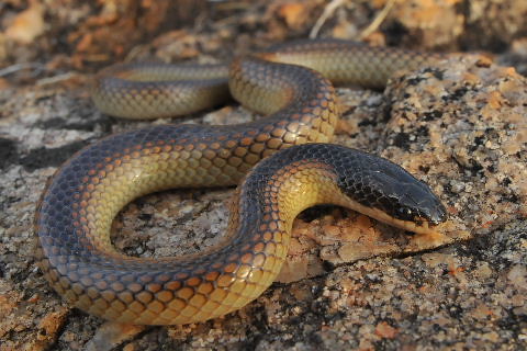 Black-backed Snake (Parasuta nigriceps)