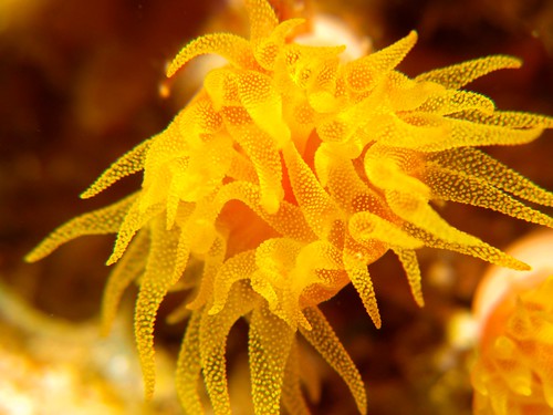 Hard Coral (Dendrophyllia gracilis) | by prilfish