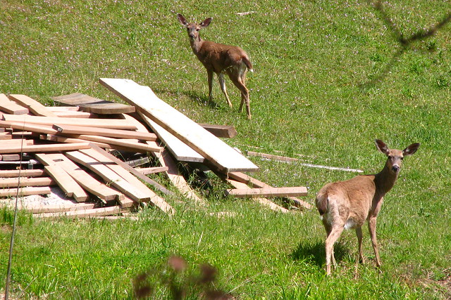 Deer next to a scenic lumber pile