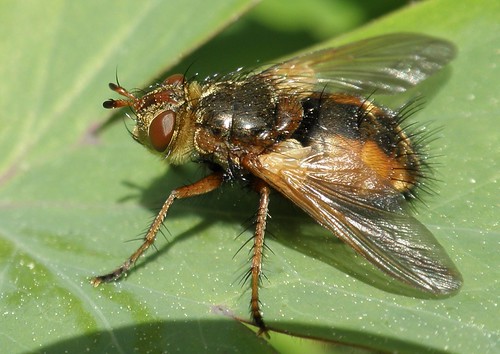 Hariry fly 2009 | by Blue Adept
