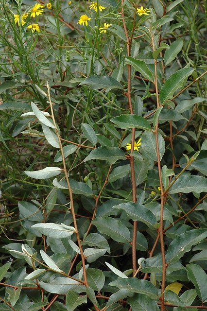 Elaeagnus multiflora (Cherry Elaeagnus / Langstekelige olijfwilg) 5061