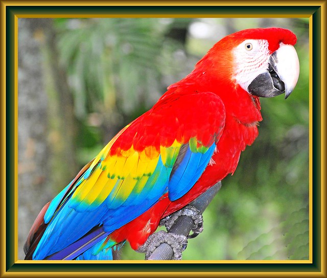 KakakTua cockatoo in full body Donald Man Flickr