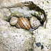 Flickr photo 'Helix aspersa (Garden Snail) sheltering in a wall in Bath' by: edwbaker.