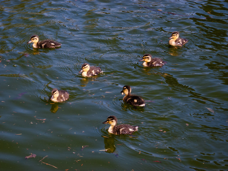 Ducklings