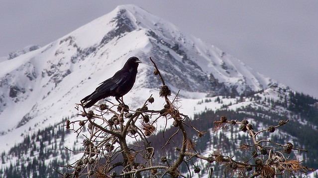 Raven at Peak One