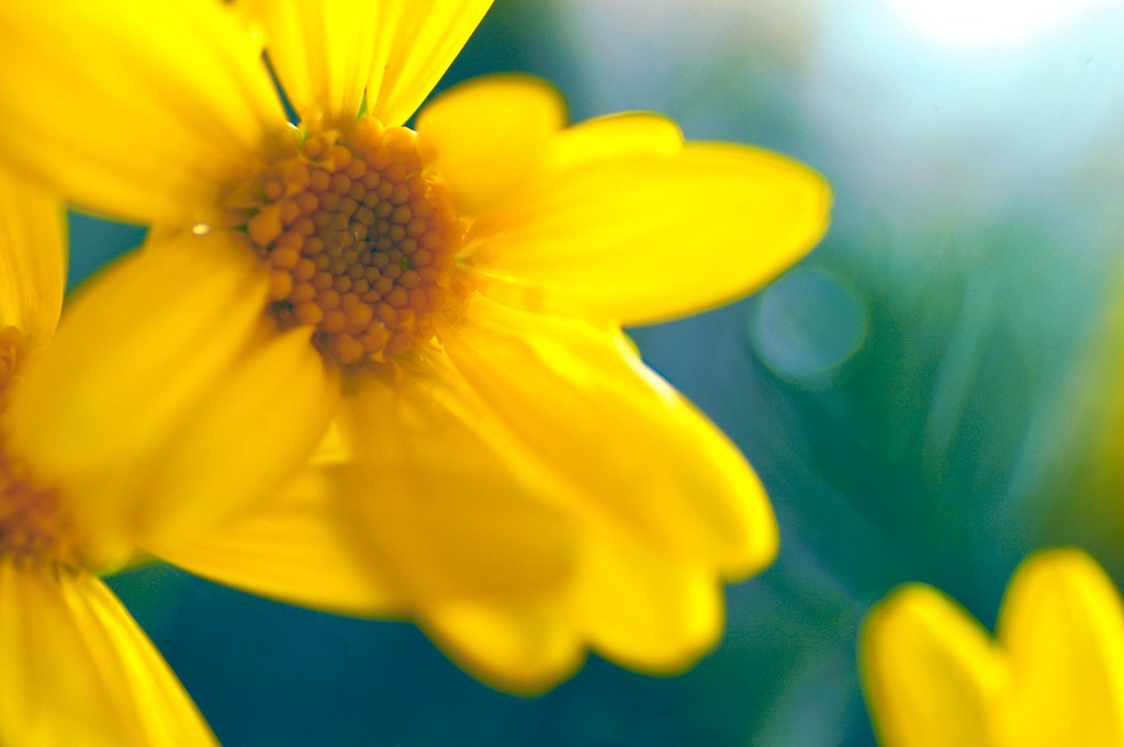 "I've got sunshine on a cloudy day." | ~The Temptations "My … | Flickr