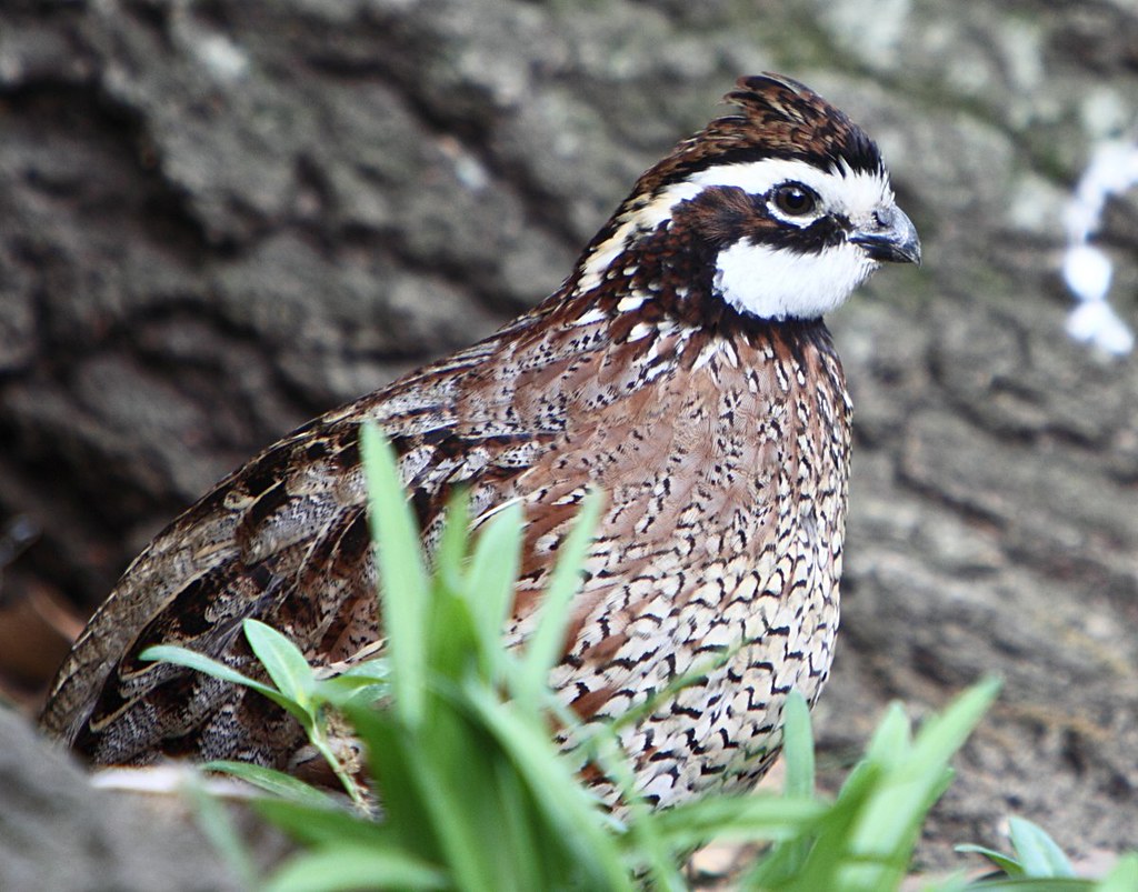 Maddy quail