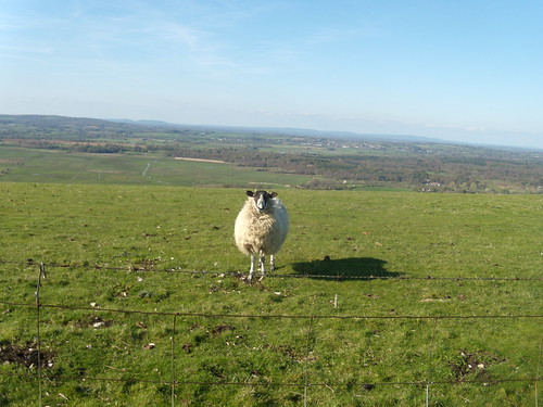 Obligatory sheep Pulborough to Amberley