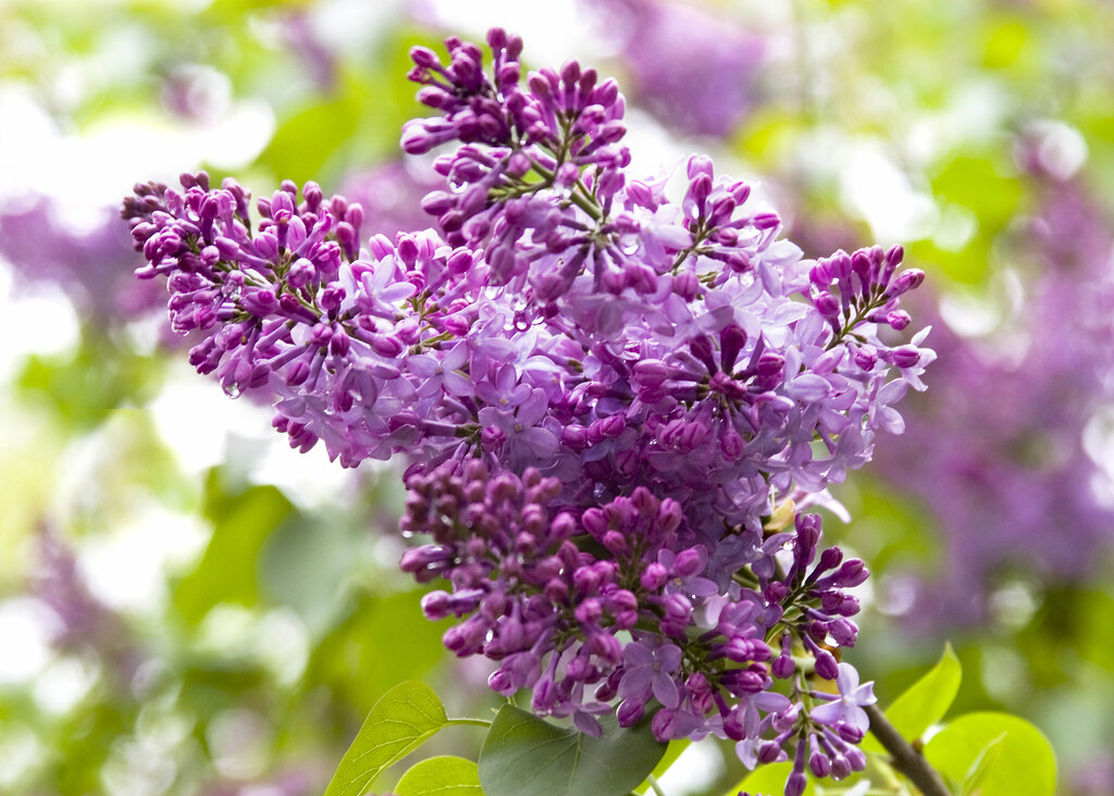 new lilacs | The warm weather brought out the lilacs, which … | Flickr