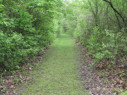 Grassy path | by THX0477