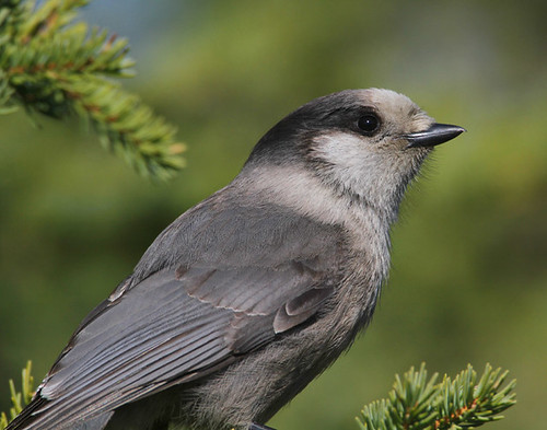 Gray Jay | by Doug Lloyd