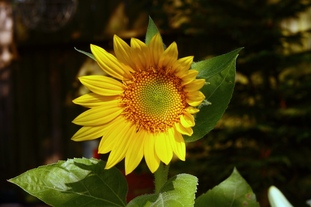The Hidden Geometry: Why Nature Keeps Drawing the Same Shapes