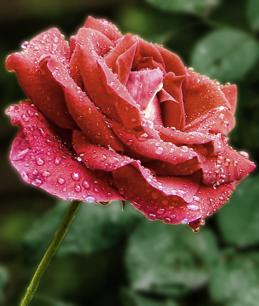 Red Roses Photo Shop red rose-273 | I used nik-define,adobe photoshop then topaz-… | Flickr
