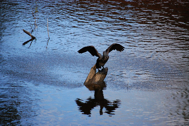 Cormorant drying his wings