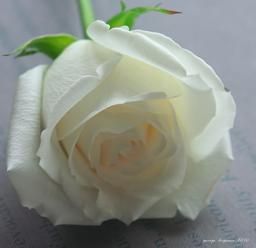 La Rosa Blanca by Xenotar28
