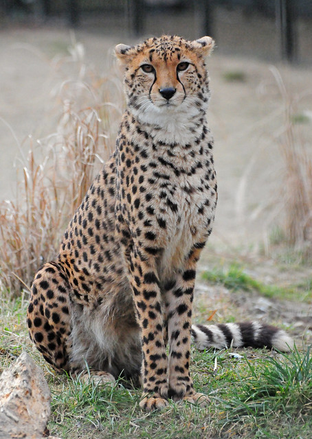 Cheetah (Acinonyx jubatus) Seated