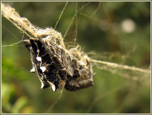 Tent web spider by Linda DV