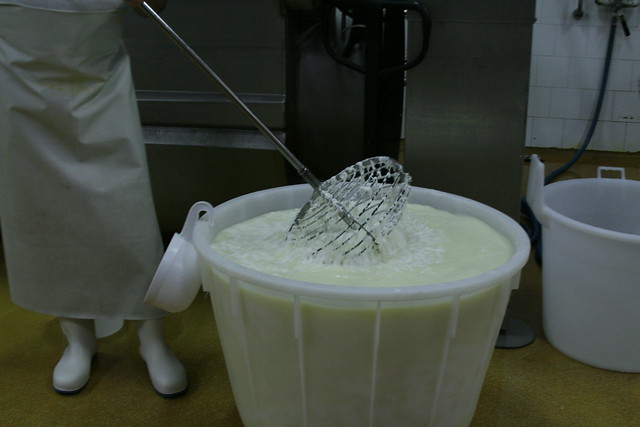 Cutting up the coagulated cheese