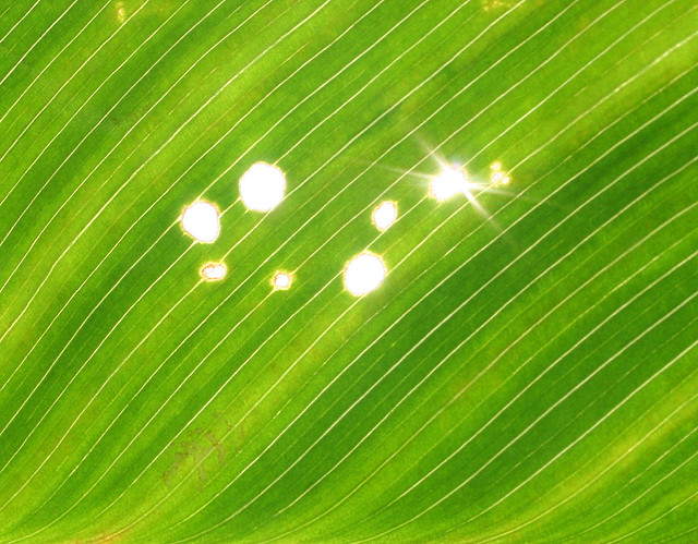 Sun shining through caterpillar munch-marks, Lewisville, Texas US