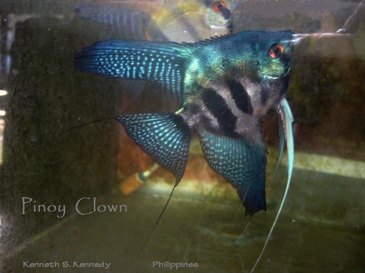 Pinoy Clown Angelfish