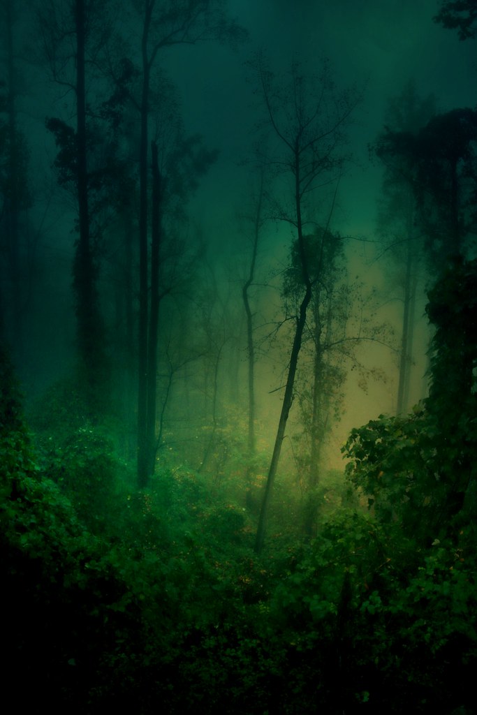 Green Peace | Dusk falls on the misty wood in the Blue Ridge… | Flickr