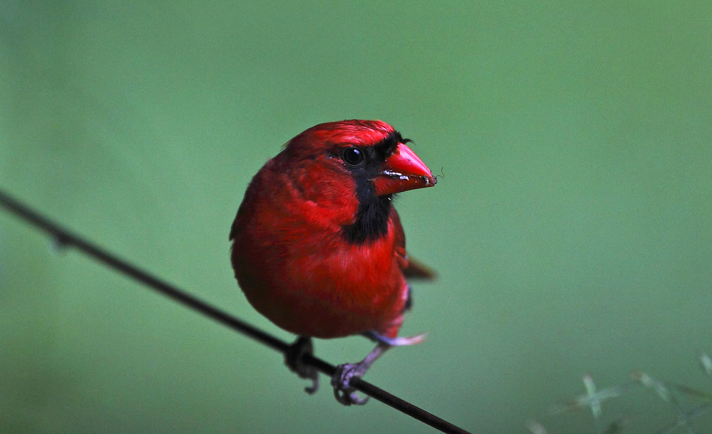 Cardinal having a snack | This Cardinal was having some of t… | Flickr
