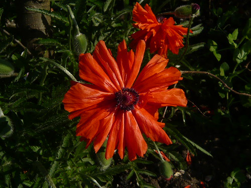 poppy | gardenerstips.co.uk/blog/ | Brian Pettinger | Flickr