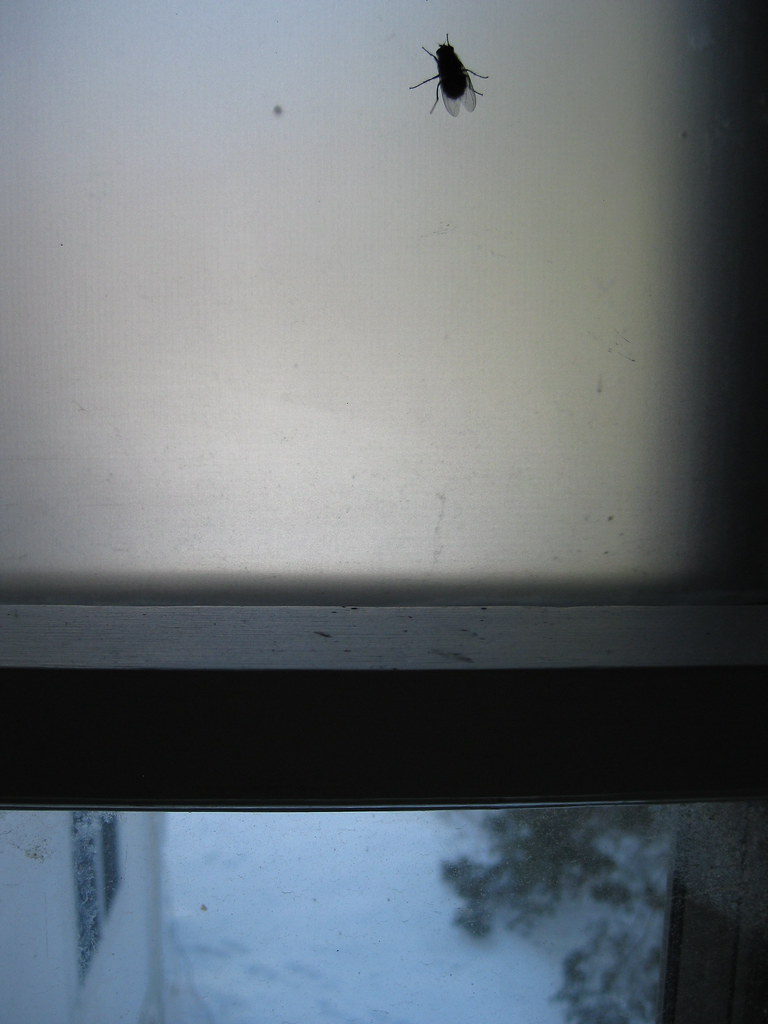 Fly Smashed Into Window Fly on the window | smilla4 | Flickr