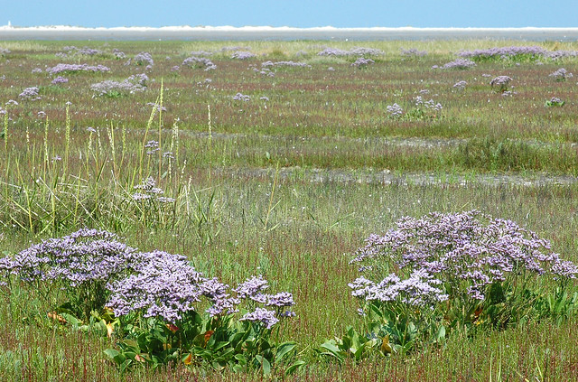 Limonium vulgare (Common Sea-lavender / Lamsoor) 0738