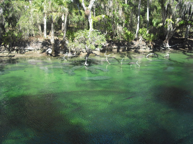 Those gray shadowy blobs in the water really are manatees