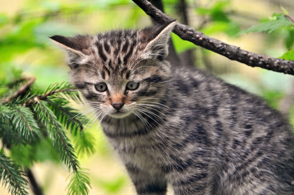 Wild kitty | A cute wild cat kitten living in the Dählhölzli… | Flickr
