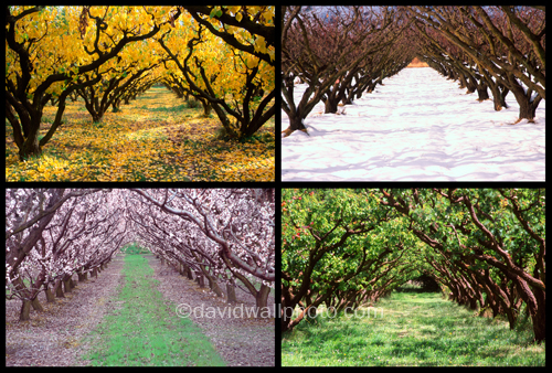 Orchard through the Seasons, New Zealand