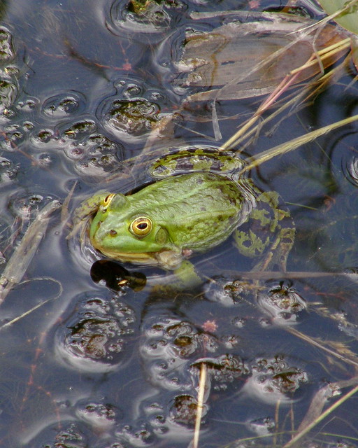 Rana lessonae (Pool frog / Poelkikker)